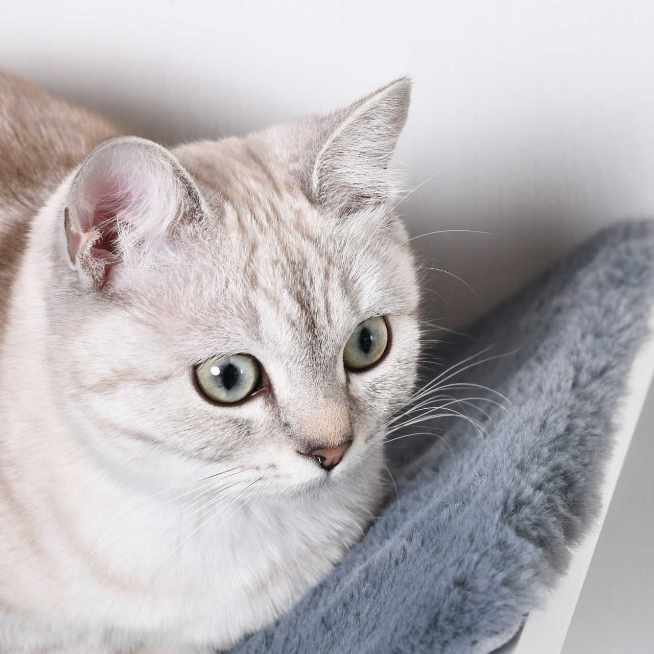 Wit MDF kattenbed met wandmontage en wasbare kussen voor comfortabel kattenplezier